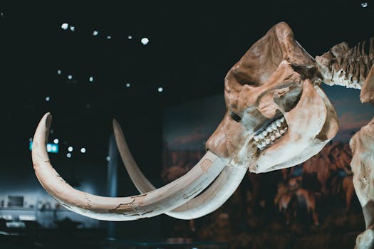 Las Vegas History Museum Exhibit